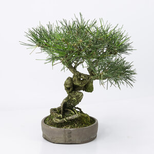 Pinus thunbergii ronde ongegalzuurde pot 16 cm, hoogte ~31cm