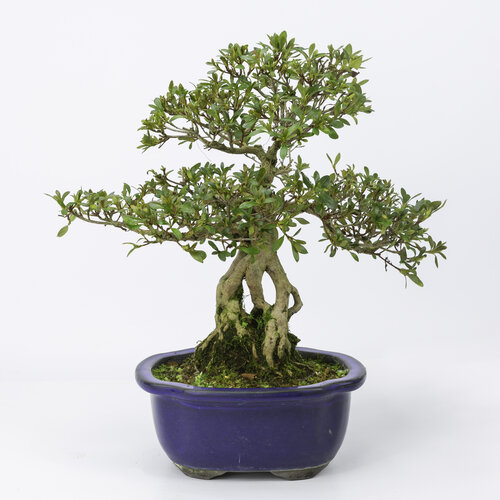 Buiten Bonsai Rhododendron (neagari) 'Reiko' mokko pot 20cm, hoogte ~36cm