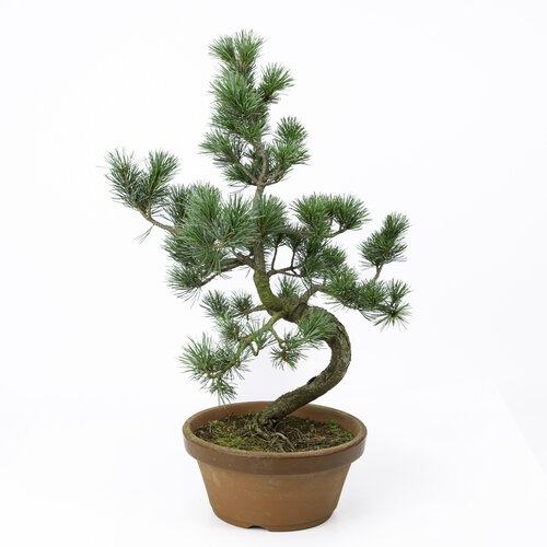 Pinus parviflora terracotta pot 19cm, hoogte ~49cm