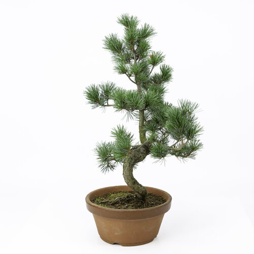 Outdoor Bonsai Pinus parviflora terracotta pot 19cm, height ~49cm