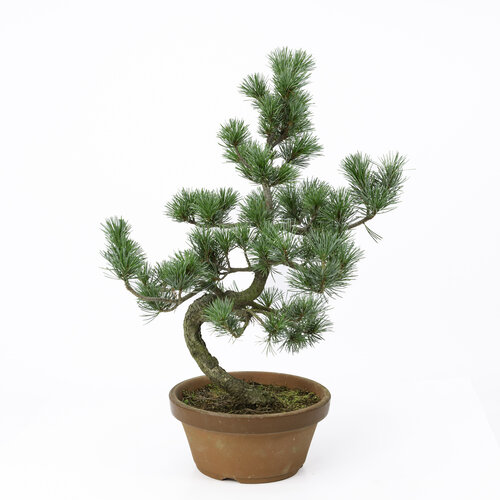 Outdoor Bonsai Pinus parviflora terracotta pot 19cm, height ~49cm