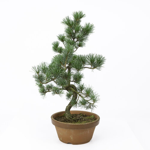 Outdoor Bonsai Pinus parviflora terracotta pot 19cm, height ~49cm