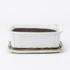 Bonsai pot wit rechthoek 17.5 cm - set