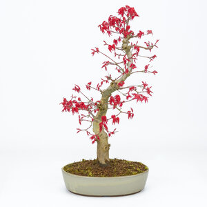 Acer palmatum Deshojo beige ovale pot 21cm, hoogte ~45cm