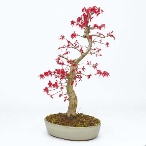 Buiten Bonsai Acer palmatum Deshojo beige ovale pot 21cm, hoogte ~45cm