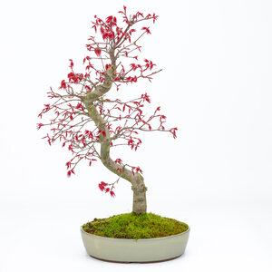 Acer palmatum Deshojo beige oval pot 21cm, height ~44cm