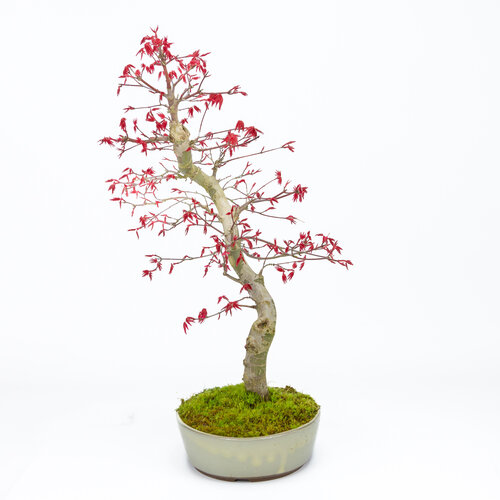 Outdoor Bonsai Acer palmatum Deshojo beige oval pot 21cm, height ~45cm