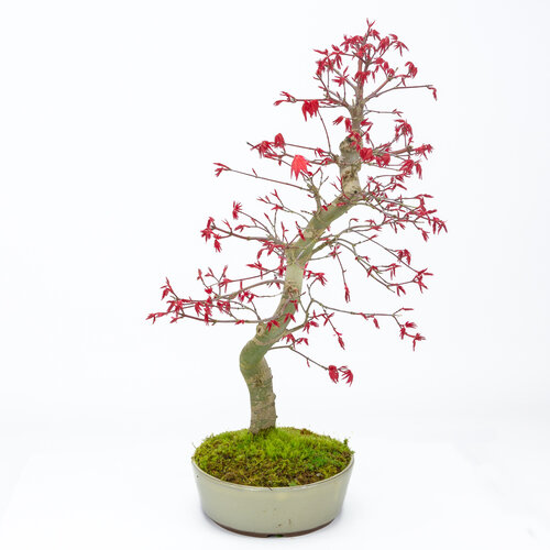 Buiten Bonsai Acer palmatum Deshojo beige ovale pot 21cm, hoogte ~44cm