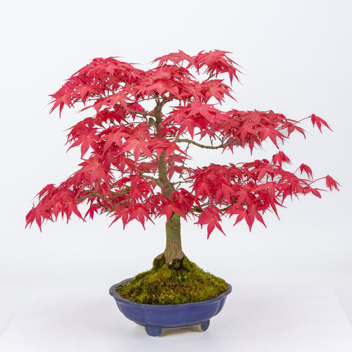 Outdoor Bonsai Acer palmatum 'Deshojo' blue round lotus pot 18cm, height ~39cm