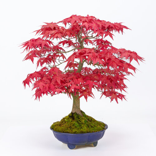 Outdoor Bonsai Acer palmatum 'Deshojo' blue round lotus pot 18cm, height ~39cm