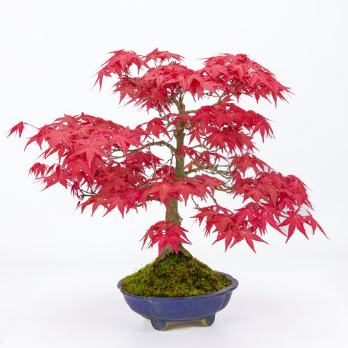 Outdoor Bonsai Acer palmatum 'Deshojo' blue round lotus pot 18cm, height ~39cm