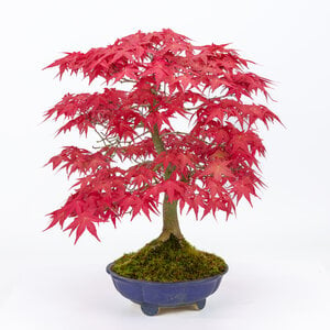 Acer palmatum 'Deshojo' blue round lotus pot 18cm, height ~39cm