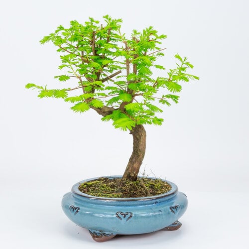 Outdoor Bonsai Metasequoia blue round pot 20cm, height 40cm