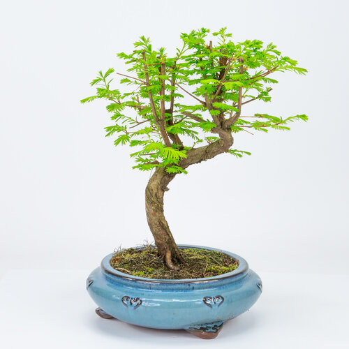 Buiten Bonsai Metasequoia blauwe ronde pot 20cm, hoogte 40cm