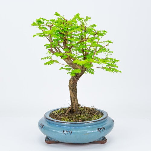 Buiten Bonsai Metasequoia blauwe ronde pot 20cm, hoogte 40cm