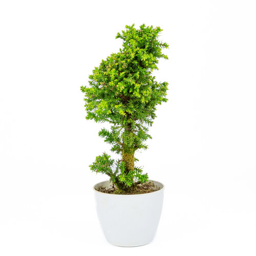 Cryptomeria japonica plastic pot 10cm, height ~31cm