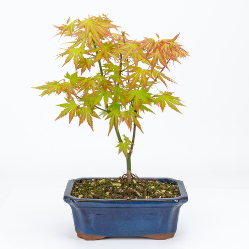 Buiten Bonsai Acer palmatum Orange Dream blauwe mokko pot 20cm, hoogte ~42cm