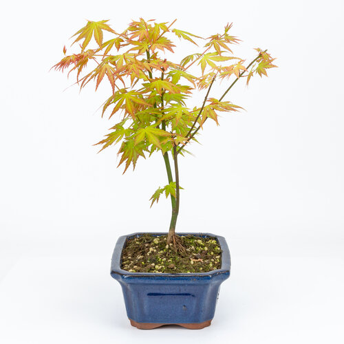 Outdoor Bonsai Acer palmatum Orange Dream blue mokko pot 20cm, height ~42cm