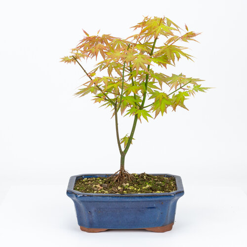 Outdoor Bonsai Acer palmatum Orange Dream blue mokko pot 20cm, height ~42cm