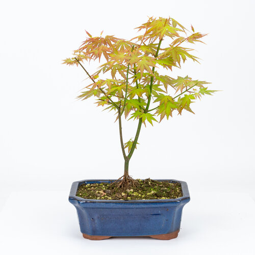 Buiten Bonsai Acer palmatum Orange Dream blauwe mokko pot 20cm, hoogte ~42cm