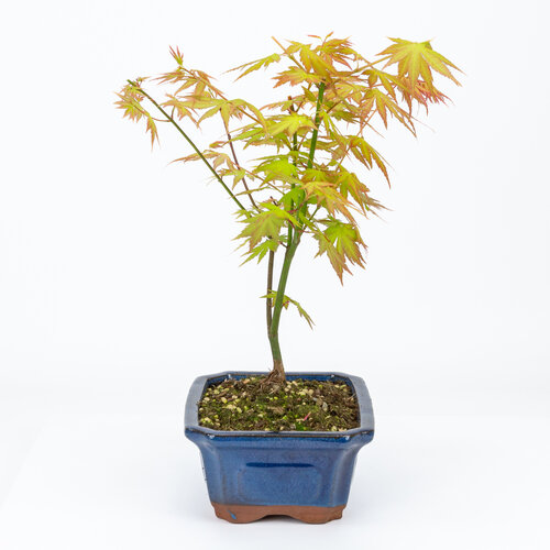 Outdoor Bonsai Acer palmatum Orange Dream blue mokko pot 20cm, height ~42cm