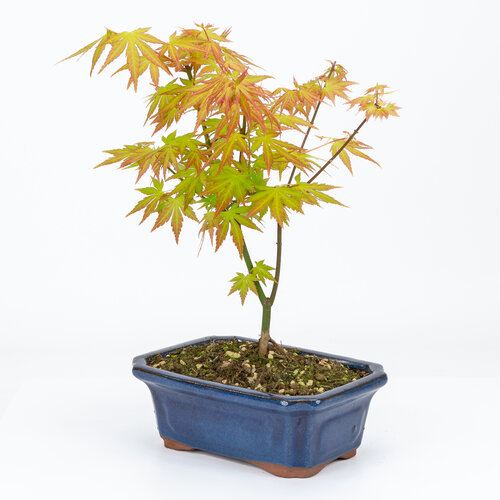 Outdoor Bonsai Acer palmatum Orange Dream blue mokko pot 20cm, height ~42cm