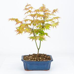 Acer palmatum Orange Dream blue mokko pot 20cm, height ~40cm