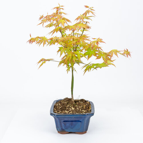 Outdoor Bonsai Acer palmatum Orange Dream blue mokko pot 20cm, height ~40cm