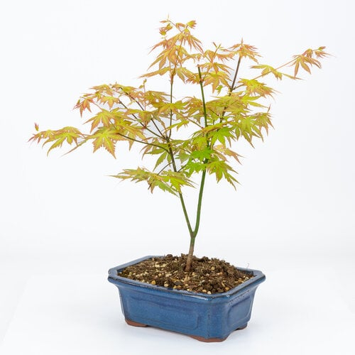 Outdoor Bonsai Acer palmatum Orange Dream blue mokko pot 20cm, height ~40cm