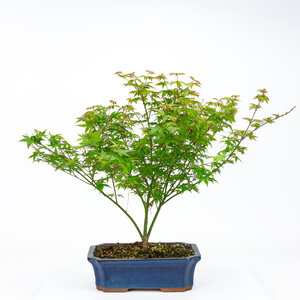 Acer palmatum Little Princess blauwe mokko pot 25cm, hoogte ~46cm