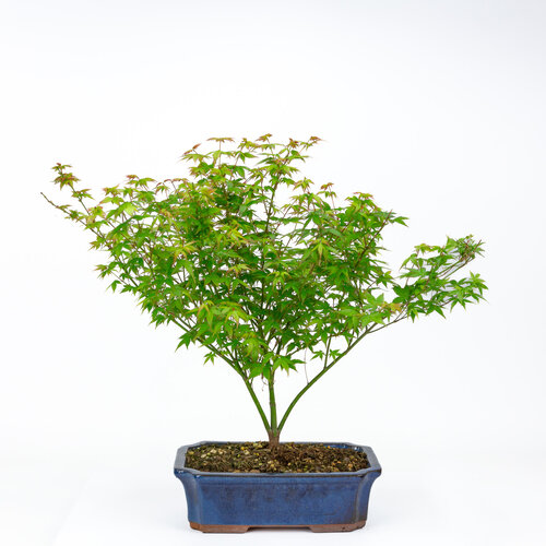 Outdoor Bonsai Acer palmatum Little Princess blue mokko pot 25cm, height  ~46cm