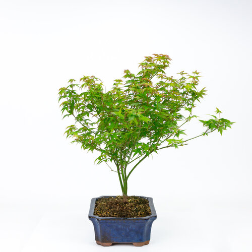 Buiten Bonsai Acer palmatum Little Princess blauwe mokko pot 25cm, hoogte ~46cm