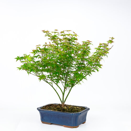 Buiten Bonsai Acer palmatum Little Princess blauwe mokko pot 25cm, hoogte ~46cm