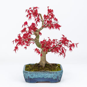 Acer palmatum Deshojo shades of blue mokko pot 17cm, height ~33cm