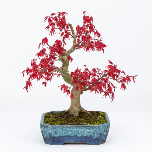 Buiten Bonsai Acer palmatum Deshojo blauwe mokko pot 17cm, hoogte ~33cm