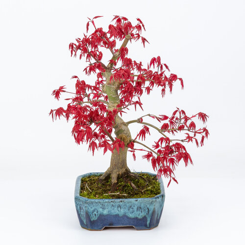 Buiten Bonsai Acer palmatum Deshojo blauwe mokko pot 17cm, hoogte ~33cm