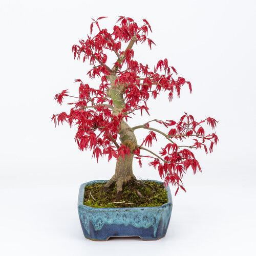 Outdoor Bonsai Acer palmatum Deshojo shades of blue mokko pot 17cm, height ~33cm