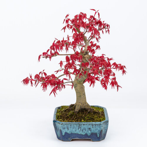 Outdoor Bonsai Acer palmatum Deshojo shades of blue mokko pot 17cm, height ~33cm