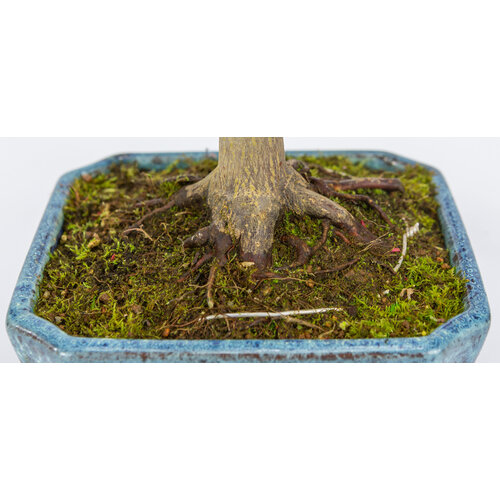 Outdoor Bonsai Acer palmatum Deshojo shades of blue mokko pot 17cm, height ~33cm