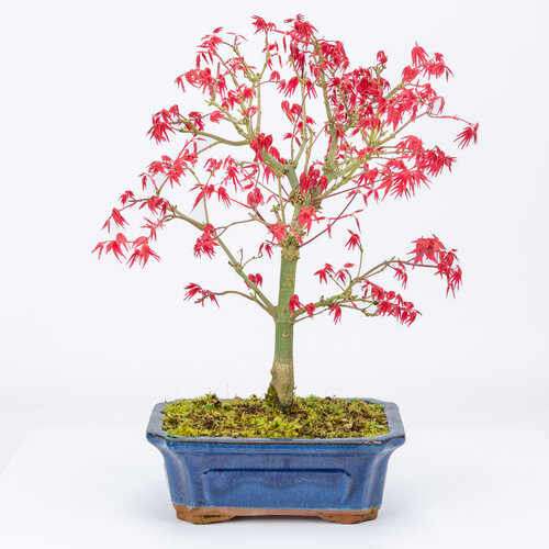 Outdoor Bonsai Acer palmatum Deshojo blue mokko pot 20cm, height ~42cm