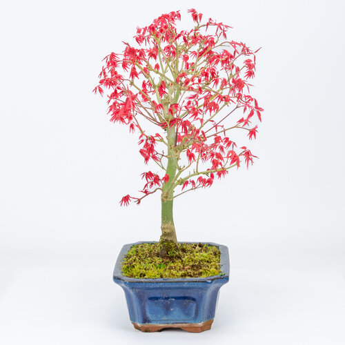 Buiten Bonsai Acer palmatum Deshojo blauwe mokko pot 20cm, hoogte ~42cm