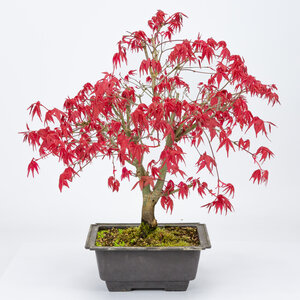 Acer palmatum Deshojo plastic pot 18cm, height ~40cm