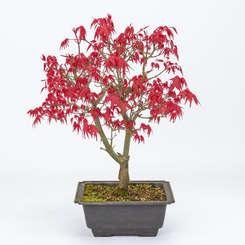 Acer palmatum Deshojo plastic pot 18cm, height ~41cm