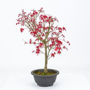 Acer palmatum Deshojo plastic pot 16cm, hoogte ~43cm