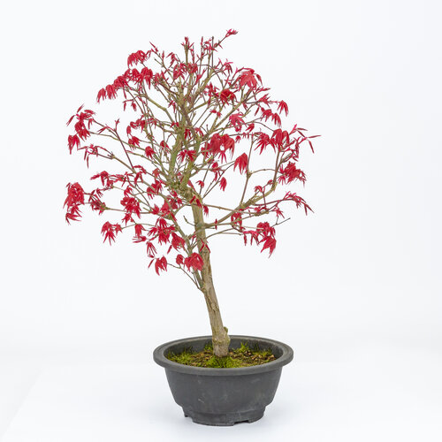 Buiten Bonsai Acer palmatum Deshojo plastic pot 16cm, hoogte ~43cm