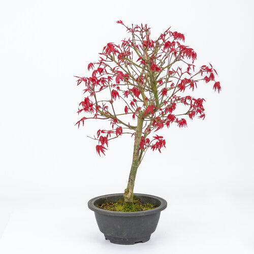 Outdoor Bonsai Acer palmatum Deshojo plastic pot 16cm, height ~43cm