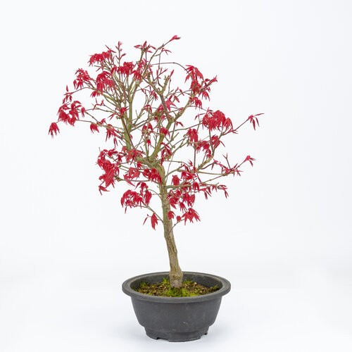 Buiten Bonsai Acer palmatum Deshojo plastic pot 16cm, hoogte ~43cm