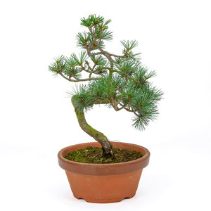 Pinus parviflora terracotta pot 16cm, hoogte ~32cm