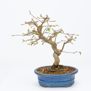 Carpinus coreana blauwe ovale 19cm, height ~32cm