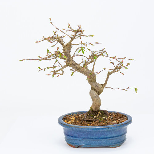 Buiten Bonsai Carpinus coreana blauwe ovale 19cm, height ~32cm